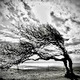 John The Arborist