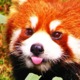 Pinoybear